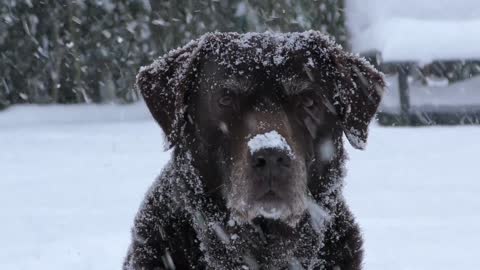 Labrador Dog In the snow ♥FHD♥