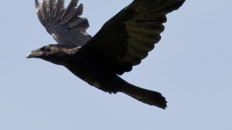 Raven - The Fearless Bird
