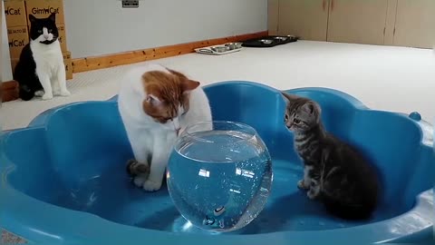 Cats & Kitten Reacts To Robo Fish