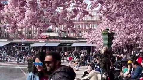 Stockholm, Sweden | and cherry blossoms and flowers of spring