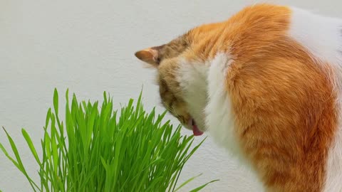 Beautiful cat eats grass