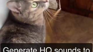 How to attract cats sound