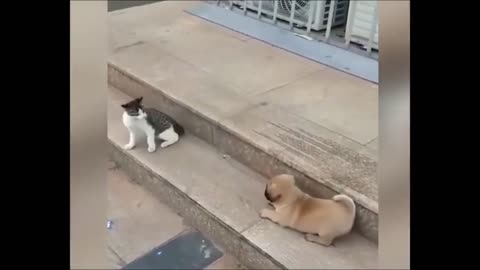 Adorable Encounter Between Cat and Baby Dog