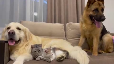 The Golden retriever shared the couch with his friends