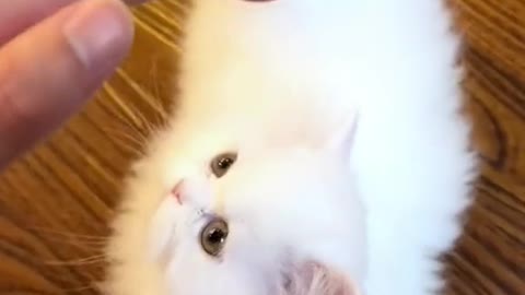 Cute white kitten