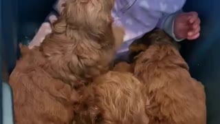 Baby sits in bin full of adorable puppies