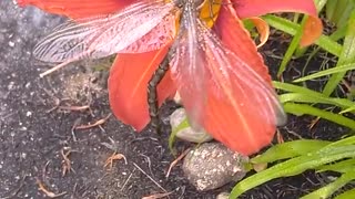 Dragonfly on a Tiger Lily