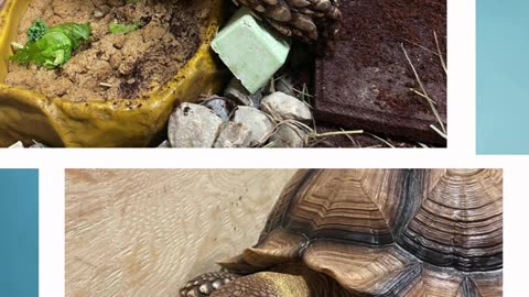 Noah the African Spurred Tortoise