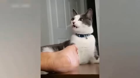 full funny comedy video Cat video 😂😂