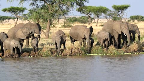 Serengeti Tanzania Wildlife