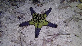 This is the starfish at night