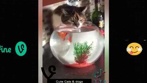 Funny animals vedios Cate and dogs funniest
