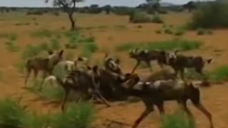 African wild dogs killed worthog #shorts #warthogvswilddogs