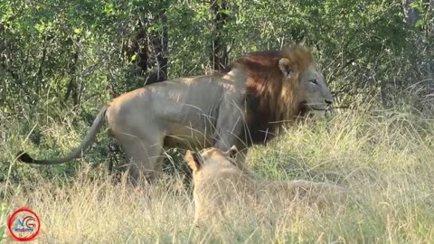 Majestic Showdown Lionesses Clash over the King's Affections