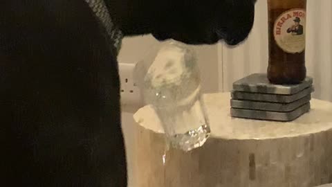Great Dane Drinks from Glass