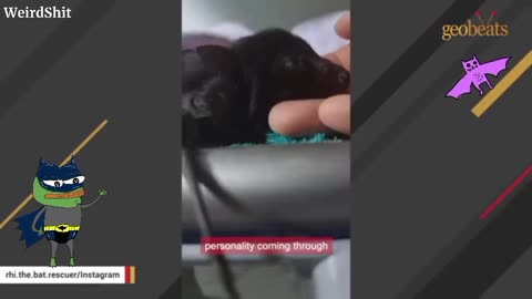 BAT ACTS LIKE A DOG DEMANDS BELLY RUBS