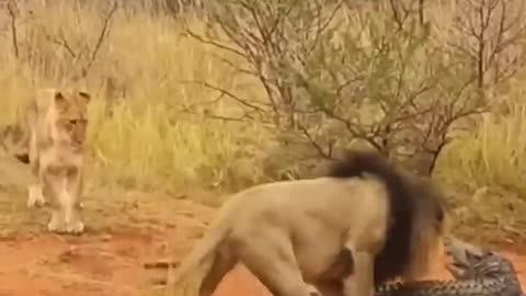 Loin catch crocodile