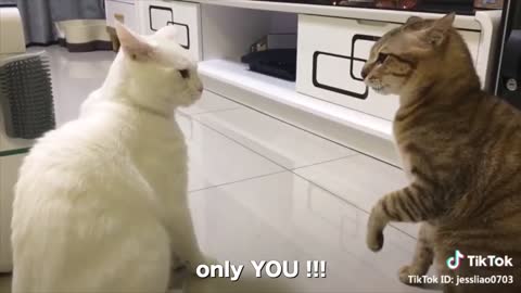 CATS TALKING !!! THESE CAT SPEAKING ENGLISH BETTER THAN HUMAN