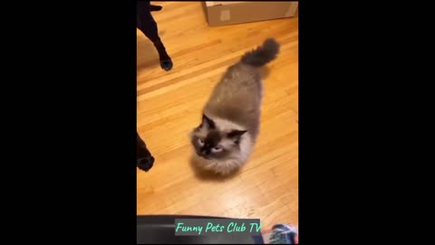 Funny Animal Videos Funniest Cats and Dogs Videos 2024 #93