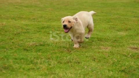 Dog running in grass