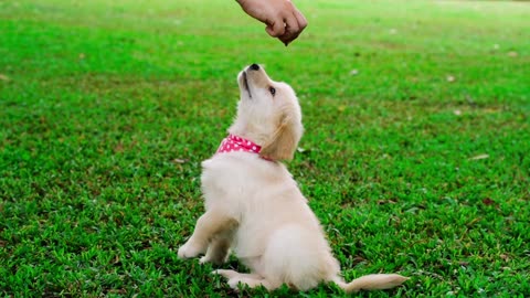 A little cute innocent dog