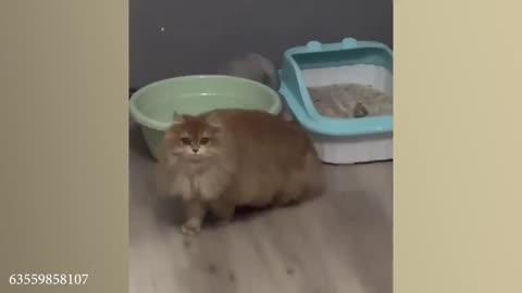 funny cat videos memes