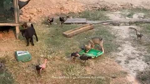 Little Puppy Steal Chicken Food And Flight - Free Dogs In Village - Cute Pets