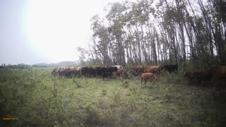 cows on the move