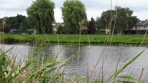 geese in the river