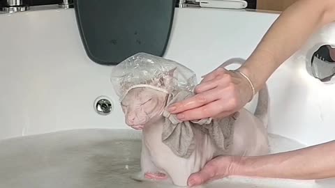 Spa Day for Zefir the Sphynx Cat