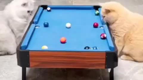 Cute cat playing pool game 😅 funny moments viral cat