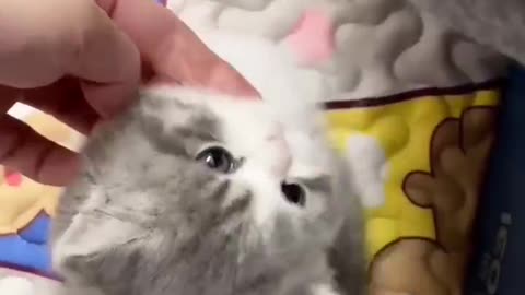 Do you love the cute little kitty?
