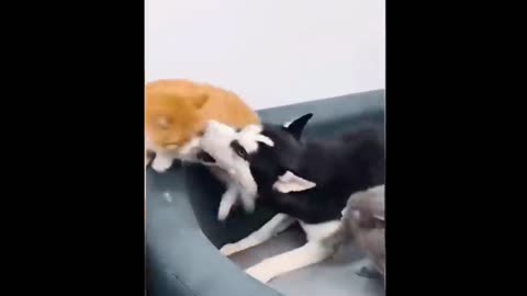 funny cat fighting funny cat and dog fighting