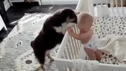 Dog and babies are made for each other.