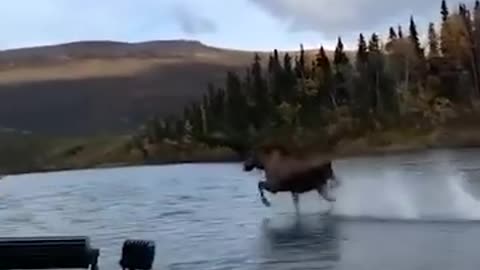 Moose Runs on water