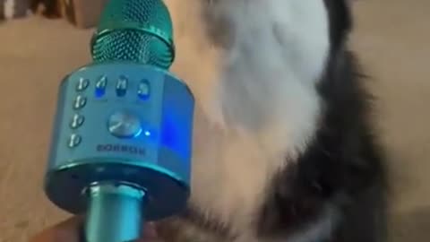 Funny singing doggy