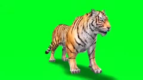 animation tiger for free use//no copyright issue//