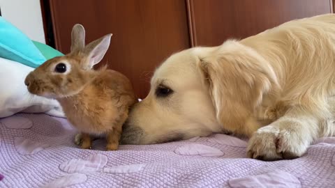 Dog and Rabbit Play on the Bed