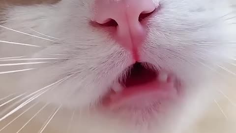 A Bautiful Sweet Baby Cat Meowing