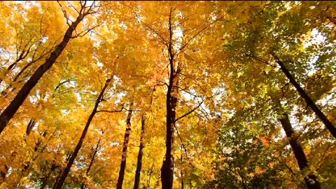 No Copyright Nature Video - Autumn Forest Walking - Free Stock Footage