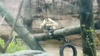 Monkeys at Louisville Zoo in Kentucky