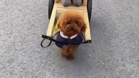 Two pet friends cute /Funny video /Just for fun
