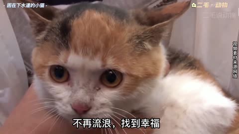 The kitten was trapped in the crevice of the sewer and was fed by kind people