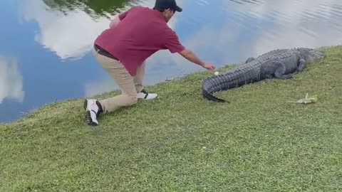 Watch: Man picks up golf ball that had landed on the tail of an alligator (and gets away with it)