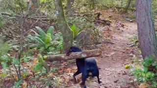 Pup Picks Up Giant Stick