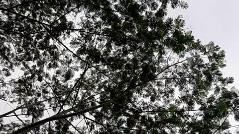 Leaves dance in the wind against a cloudy sky