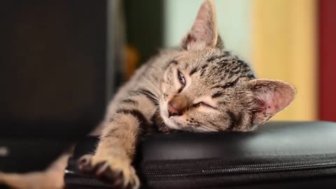 Music To Make Your Cat Sleep Within 2 Minutes | Cat Sleep Music #cat