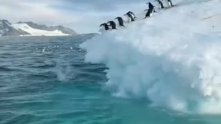 Penguin jump