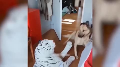 Funny Animal Videos 2023 🥰 - Funniest Dogs and Cats Videos 😁