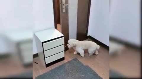 Funny and Cute Tiktok Dog compilation #1 - Try Not To Laugh Impossible.